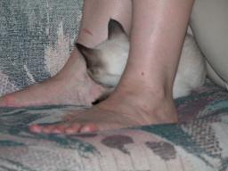 kittens - 071007 25